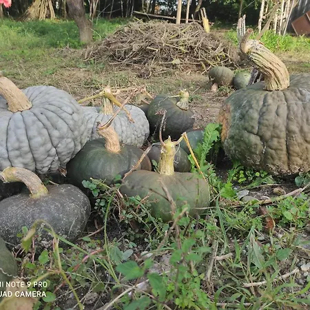 Maison Diletta Дом отдыха *