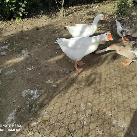 Maison Diletta Кастеллетто-сопра-Тичино