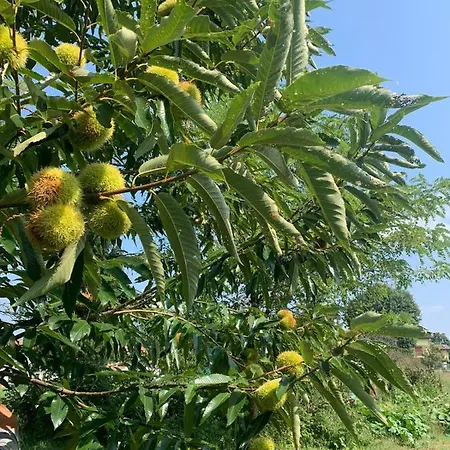 Vakantiehuis Maison Diletta