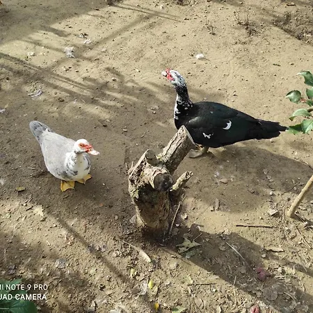 Дом отдыха Maison Diletta Кастеллетто-сопра-Тичино