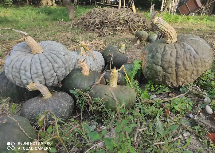 Maison Diletta Дом отдыха *