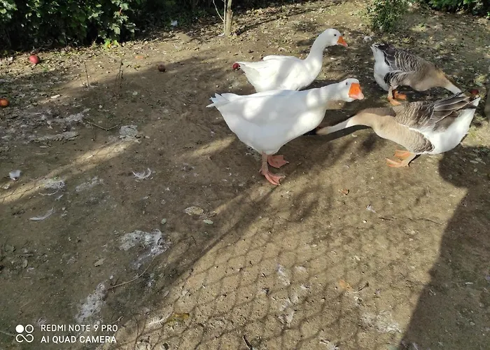 Maison Diletta 카스텔레토소프라티시노