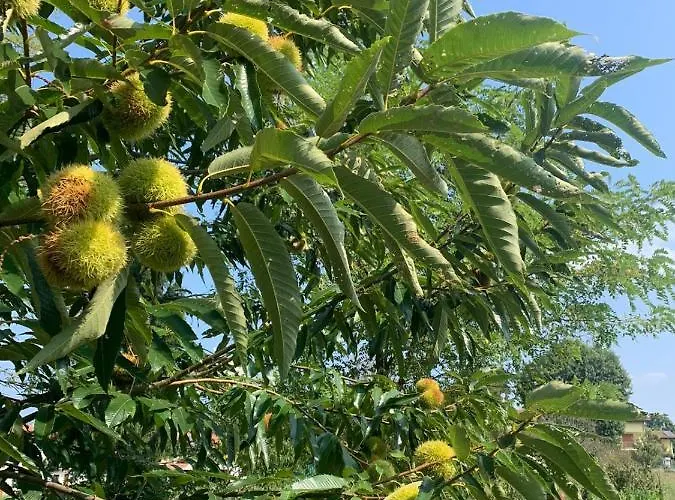 펜션 Maison Diletta