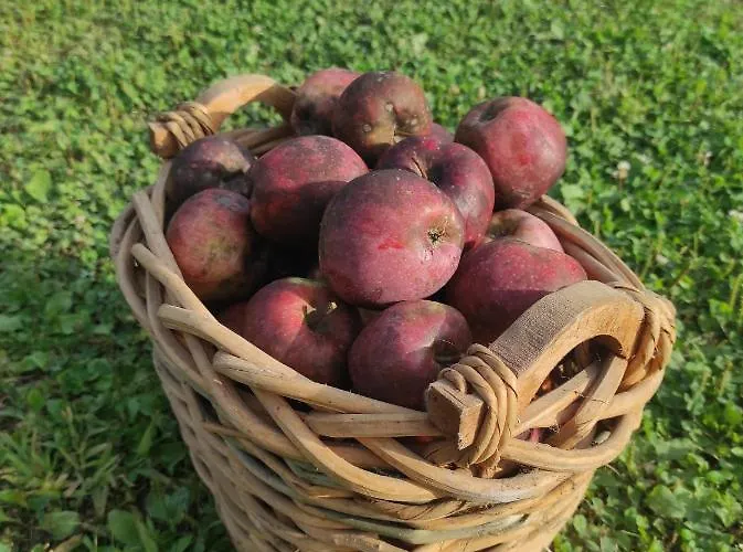 Maison Diletta Дом отдыха